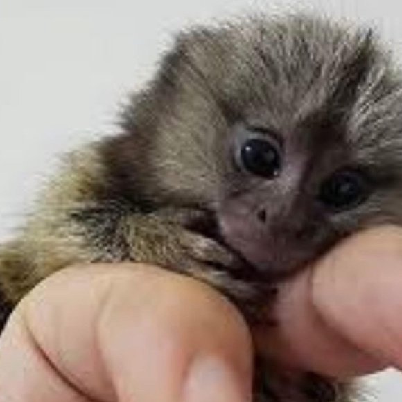 Meet your Posher, Joseph - Picture 5 of 6